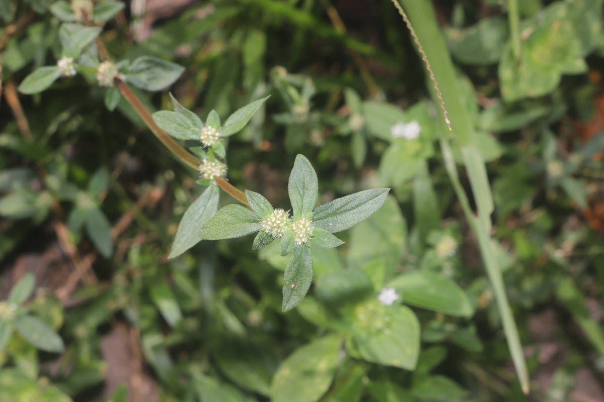 Spermacoce prostrata Aubl.