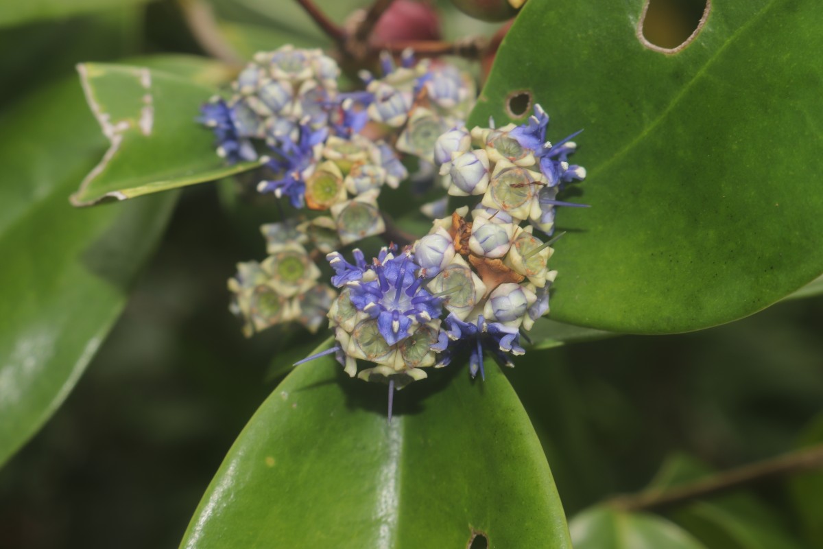 Memecylon capitellatum L.