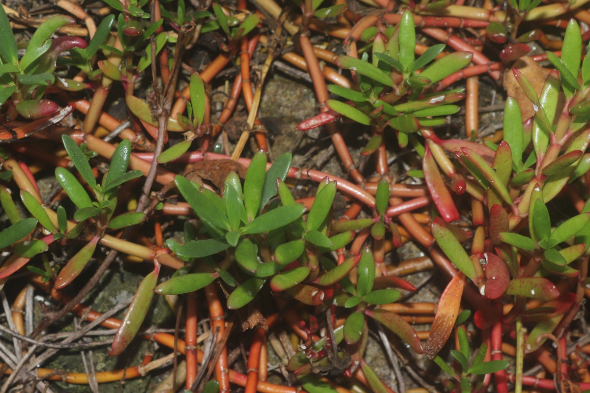 Sesuvium portulacastrum (L.) L.