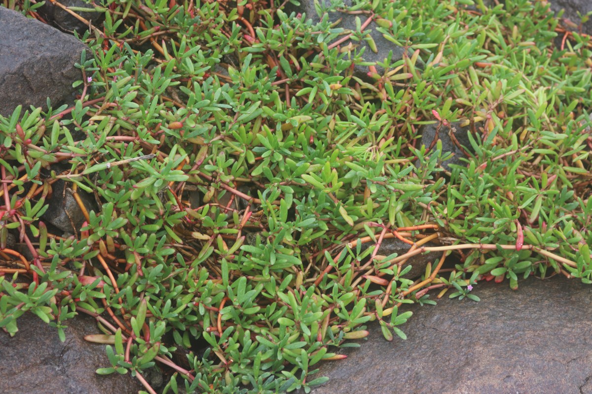 Sesuvium portulacastrum (L.) L.