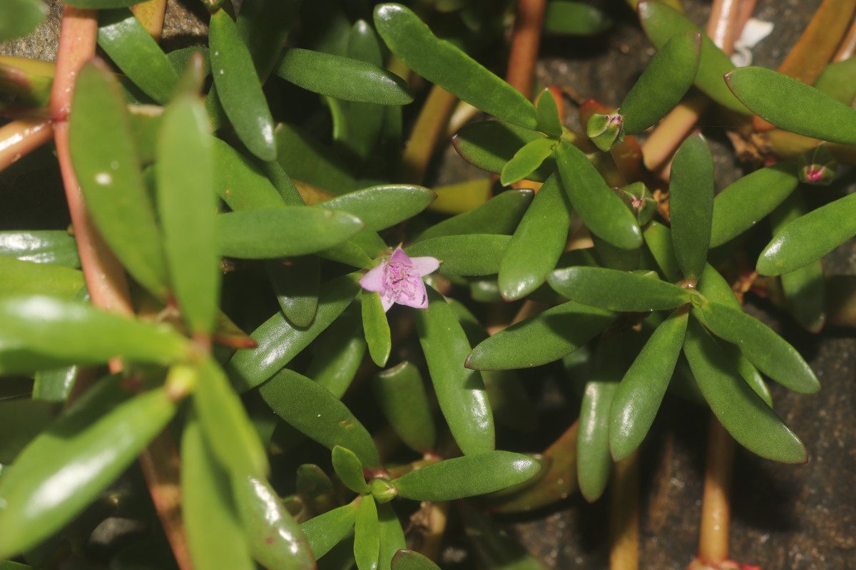 Sesuvium portulacastrum (L.) L.
