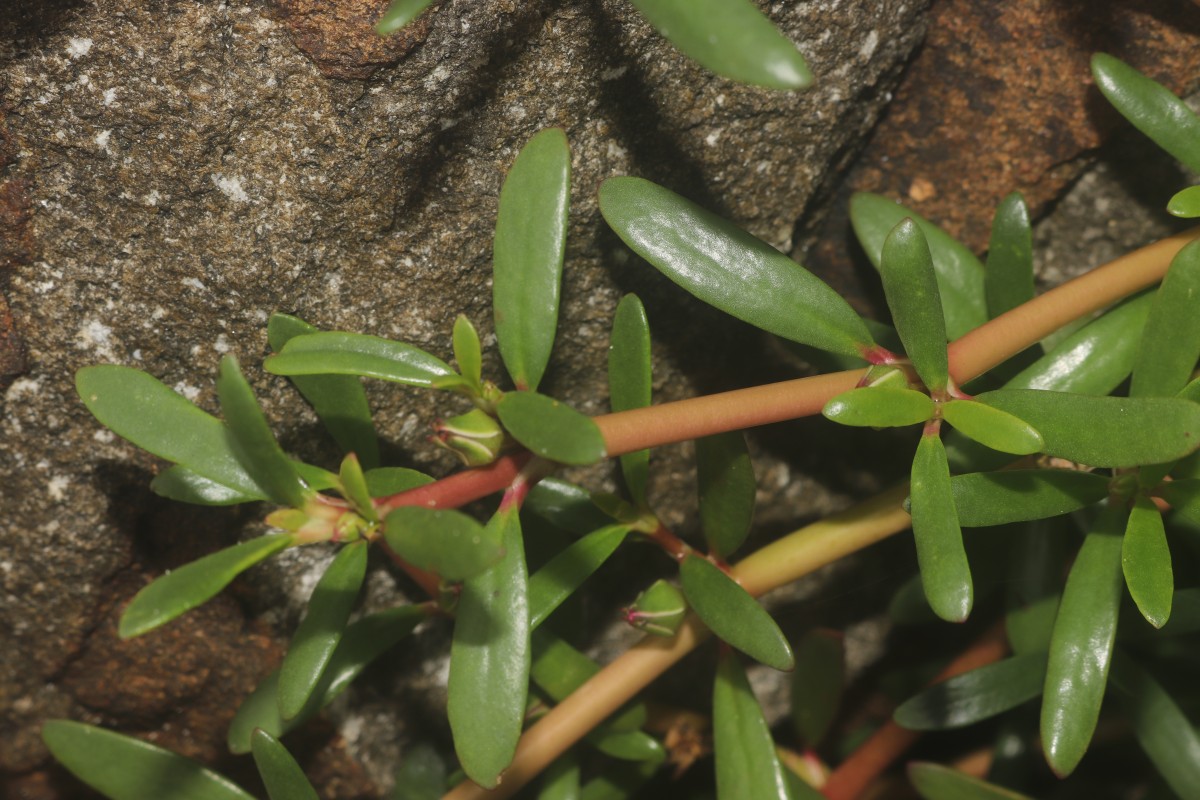Sesuvium portulacastrum (L.) L.
