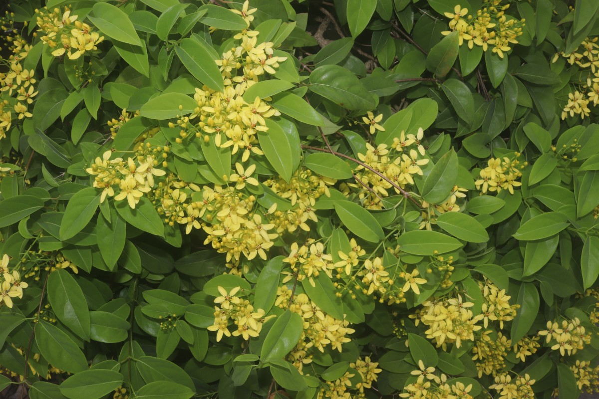 Galphimia gracilis Bartl.