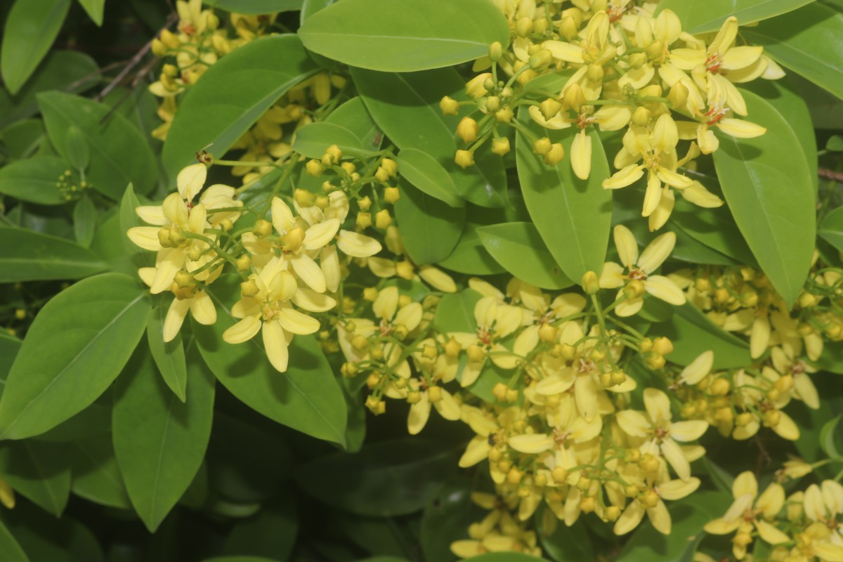 Galphimia gracilis Bartl.