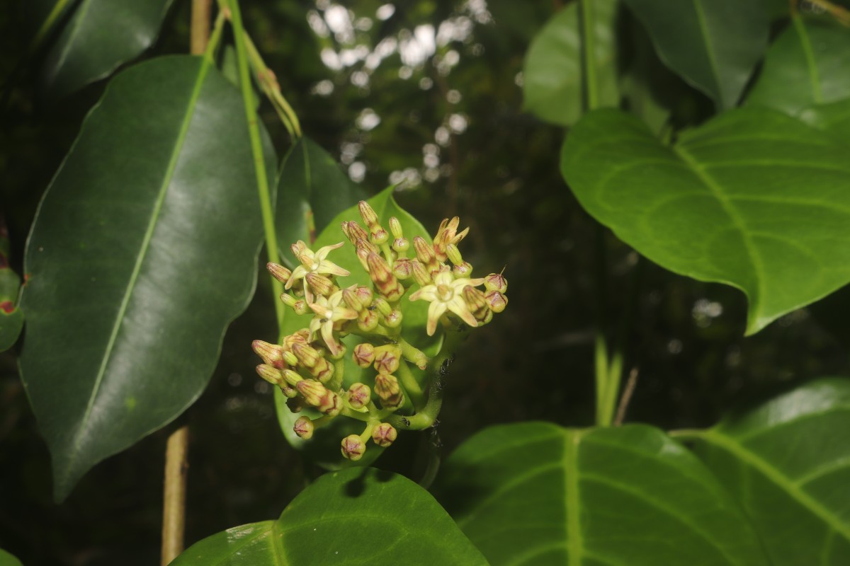 Parsonsia alboflavescens (Dennst.) Mabb.