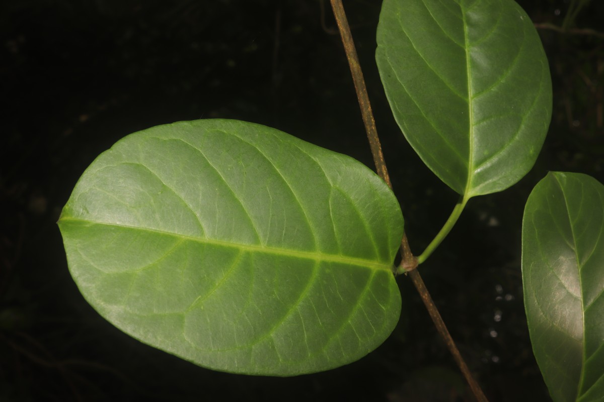 Parsonsia alboflavescens (Dennst.) Mabb.