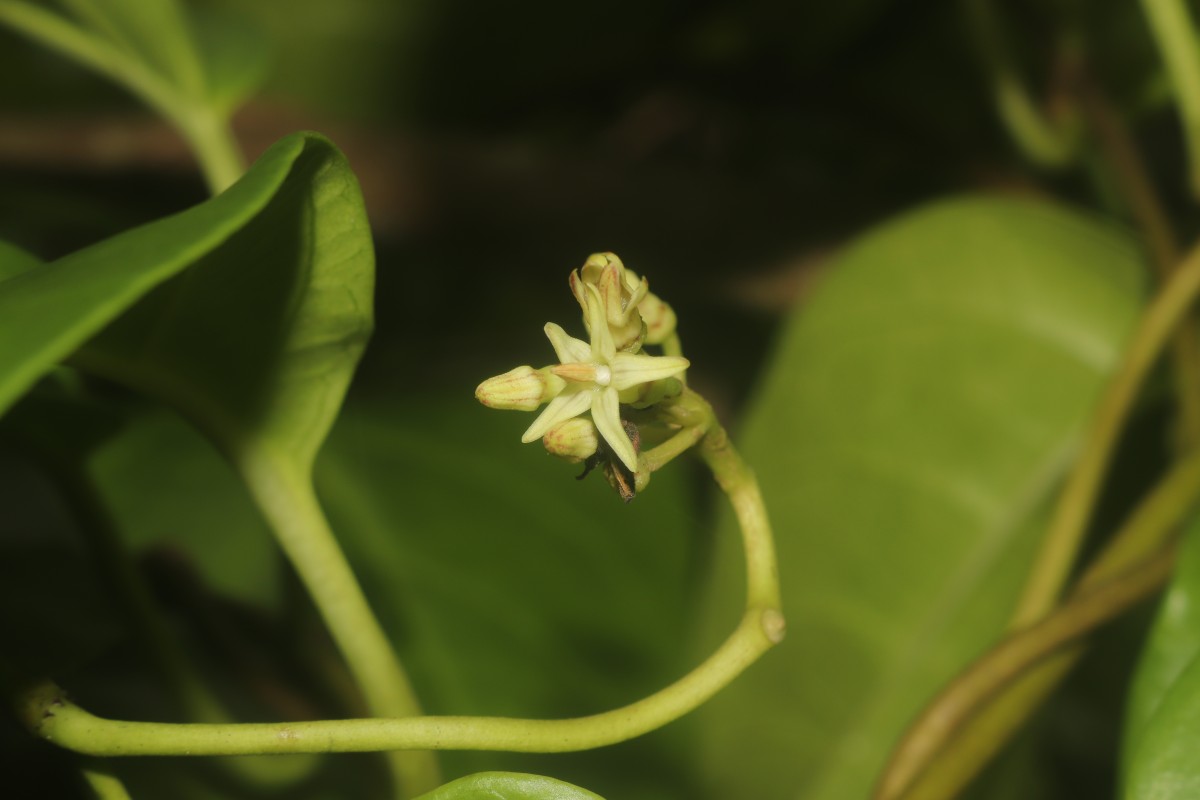 Parsonsia alboflavescens (Dennst.) Mabb.