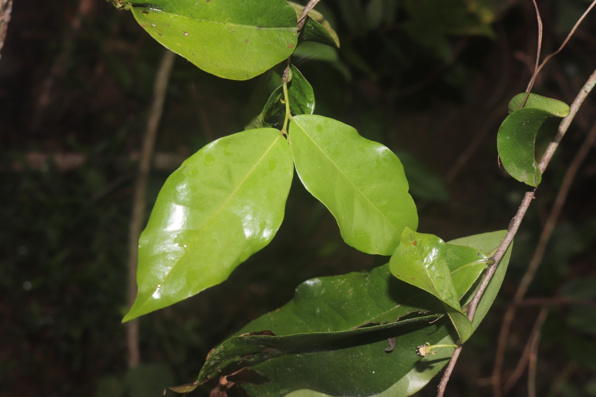 Miliusa zeylanica Gardner ex Hook.f. & Thomson