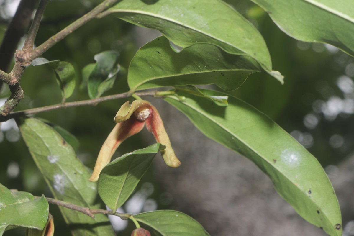 Miliusa zeylanica Gardner ex Hook.f. & Thomson