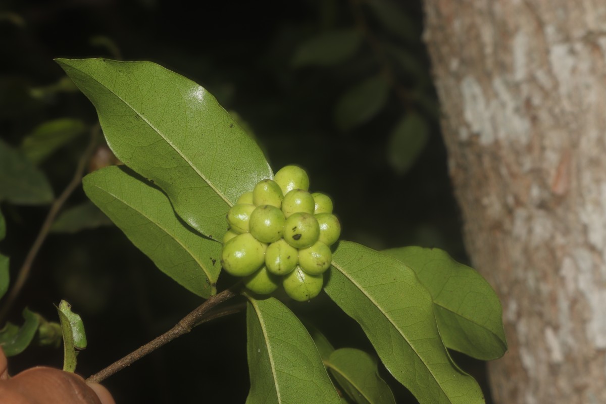 Miliusa zeylanica Gardner ex Hook.f. & Thomson
