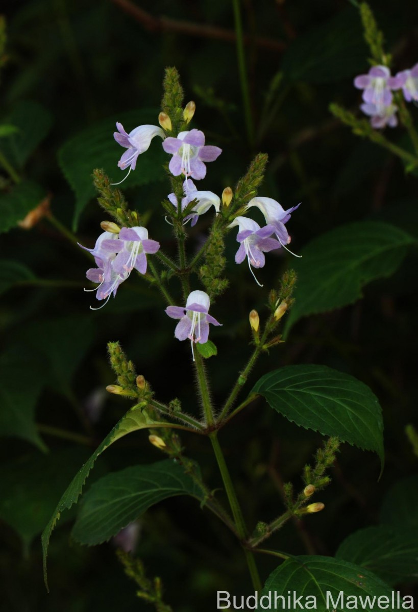 Strobilanthes diandra var. diandra (Nees) Alston