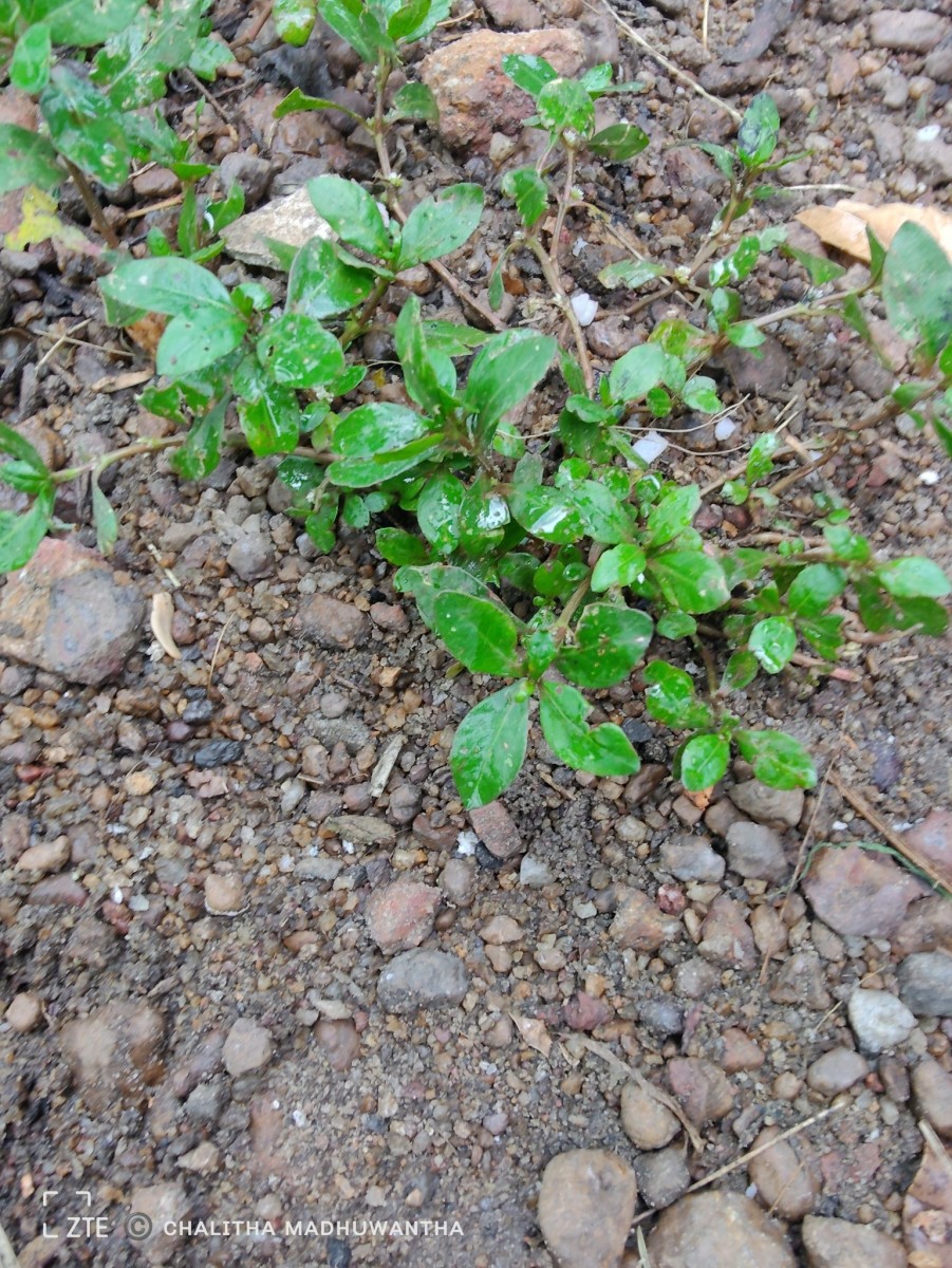 Alternanthera sessilis (L.) R.Br. ex DC.