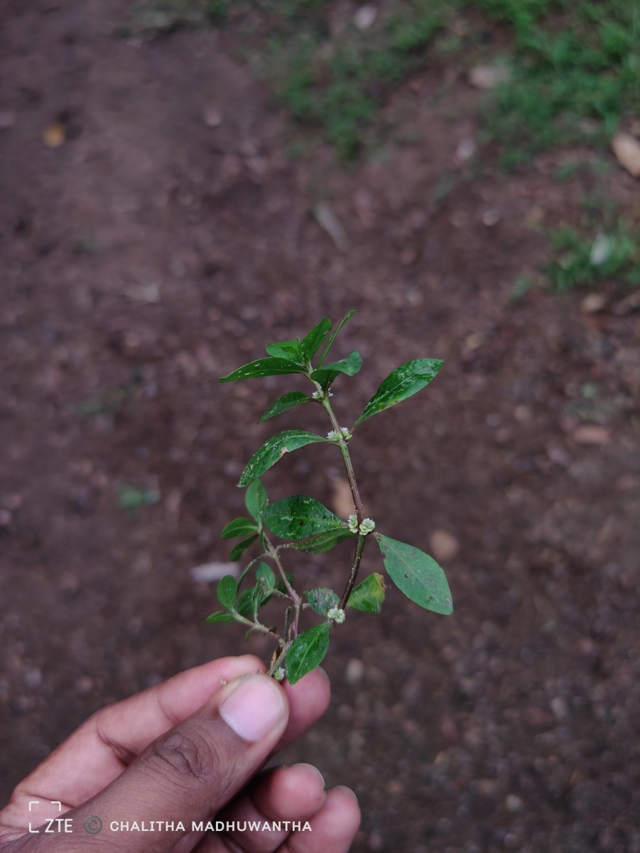 Alternanthera sessilis (L.) R.Br. ex DC.