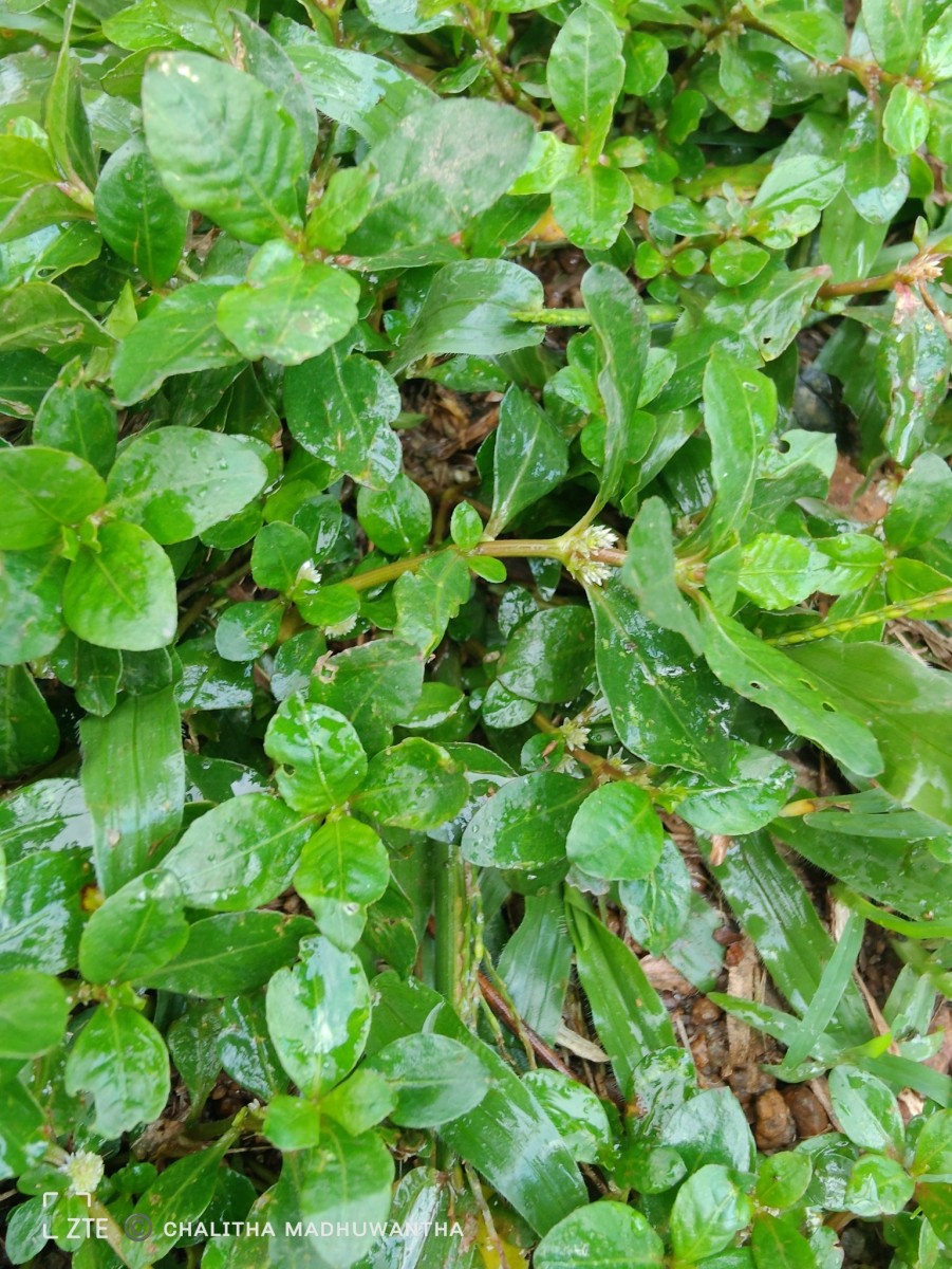 Alternanthera sessilis (L.) R.Br. ex DC.