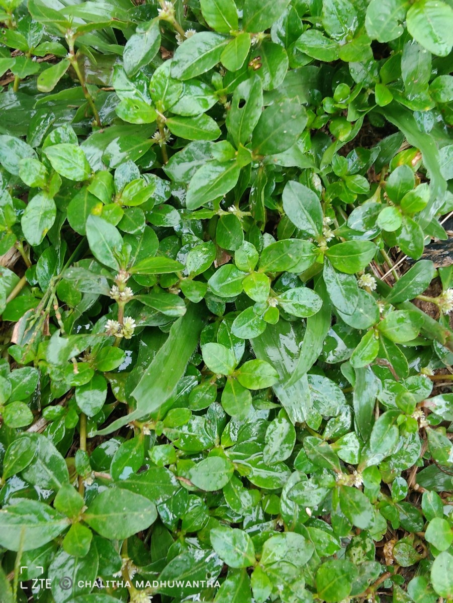 Alternanthera sessilis (L.) R.Br. ex DC.