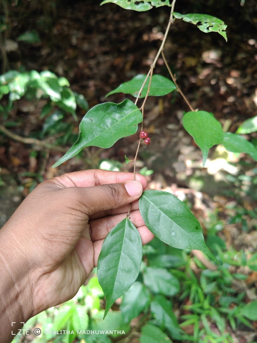 Cleistanthus acuminatus (Thwaites) Müll.Arg.