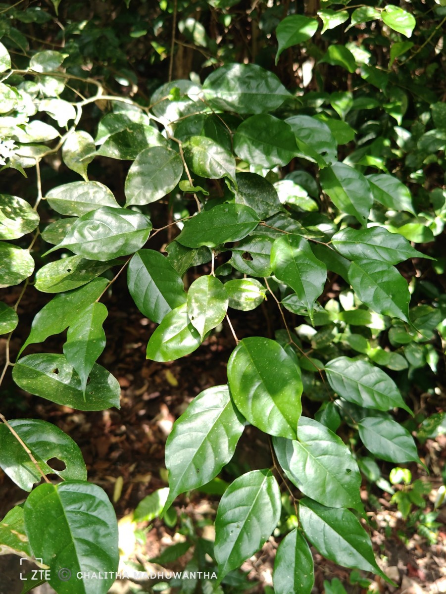 Cleistanthus acuminatus (Thwaites) Müll.Arg.