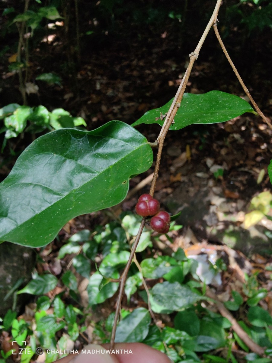 Cleistanthus acuminatus (Thwaites) Müll.Arg.