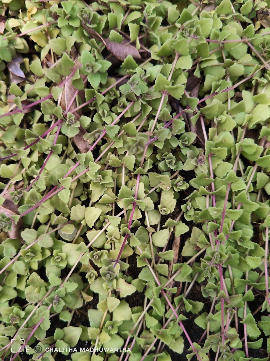 Coleus prostratus (Gürke) A.J.Paton