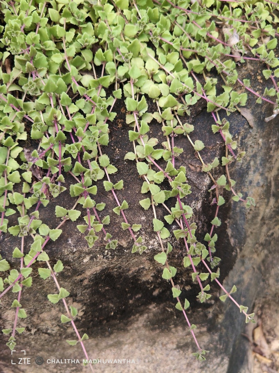 Coleus prostratus (Gürke) A.J.Paton