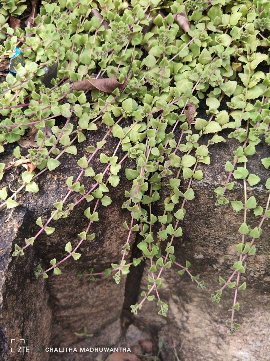 Coleus prostratus (Gürke) A.J.Paton