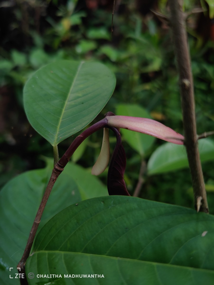 Doona macrophylla Thwaites