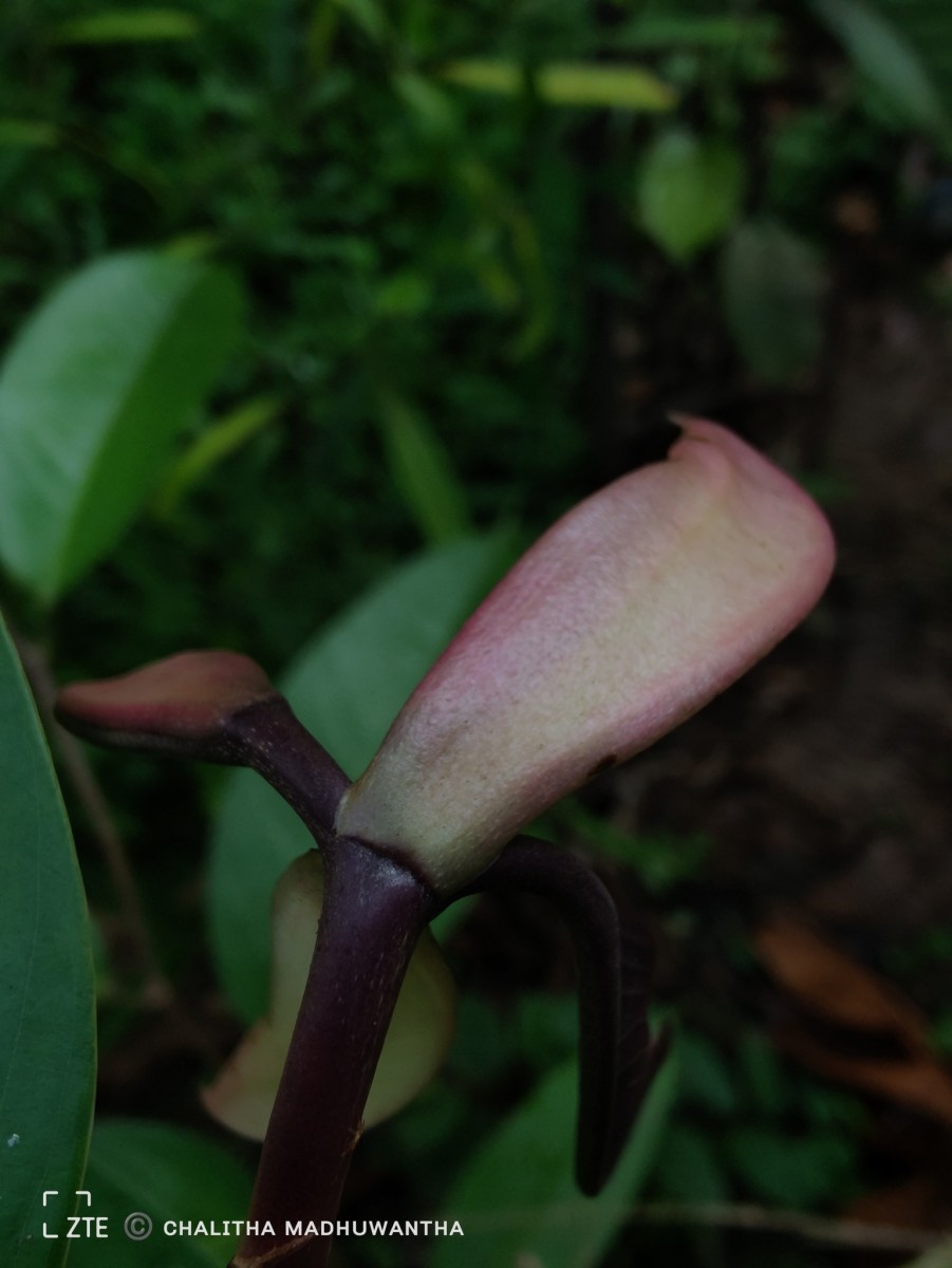 Doona macrophylla Thwaites