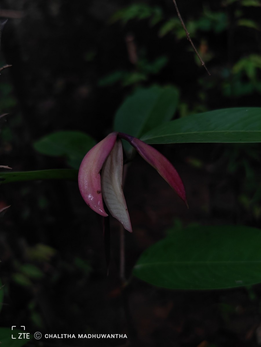 Doona macrophylla Thwaites