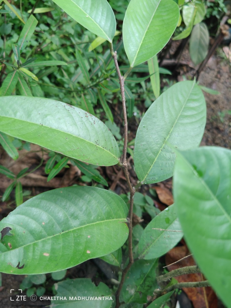 Doona macrophylla Thwaites