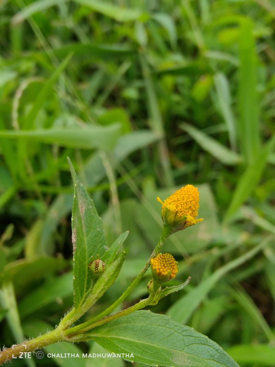 Acmella uliginosa (Sw.) Cass.