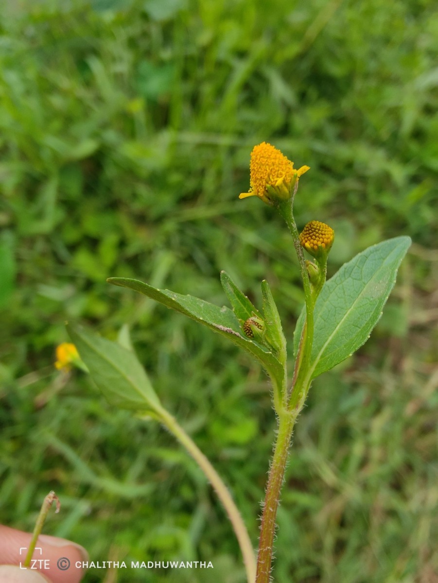 Acmella uliginosa (Sw.) Cass.