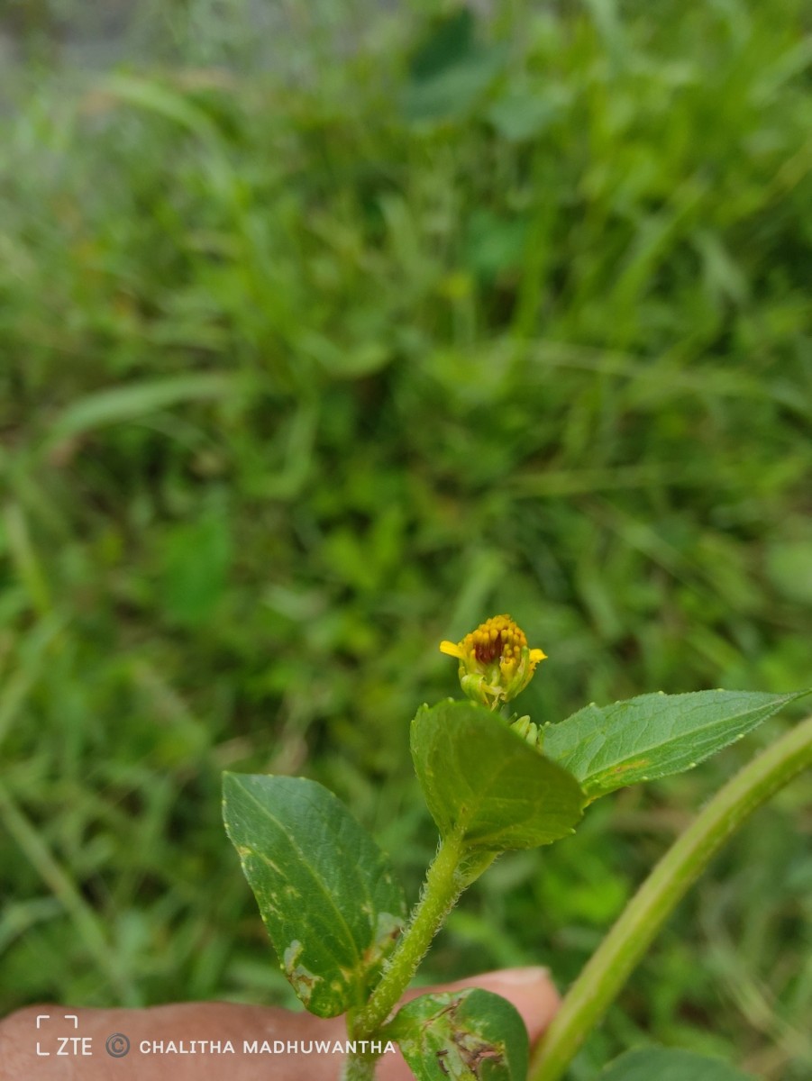 Acmella uliginosa (Sw.) Cass.