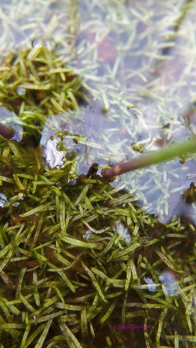Utricularia reticulata Sm.
