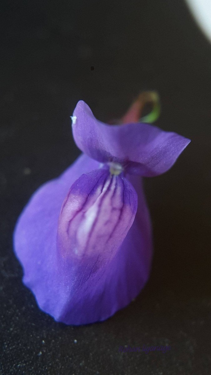 Utricularia reticulata Sm.