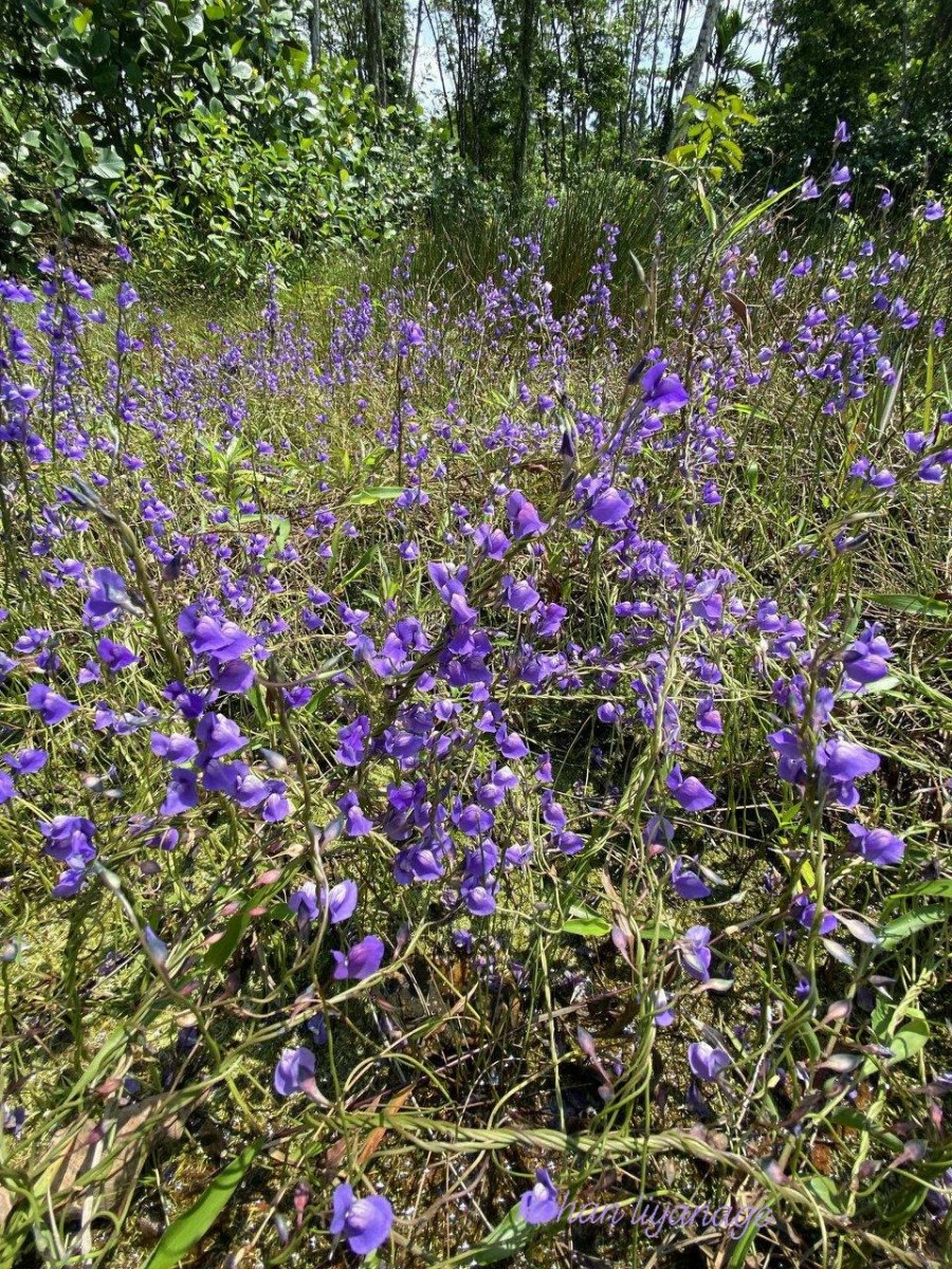 Utricularia reticulata Sm.