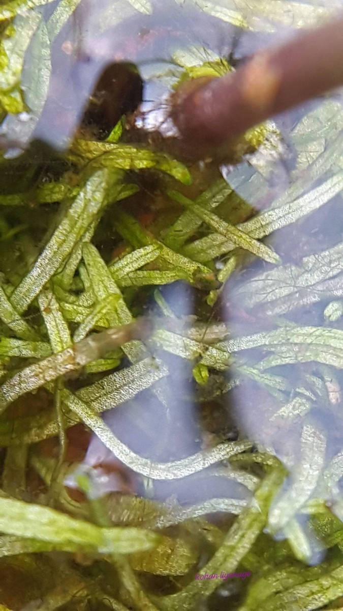 Utricularia reticulata Sm.