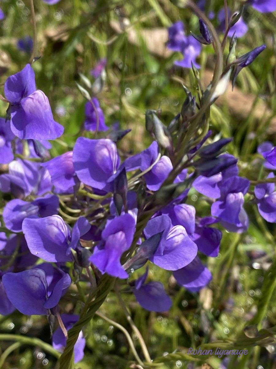 Utricularia reticulata Sm.
