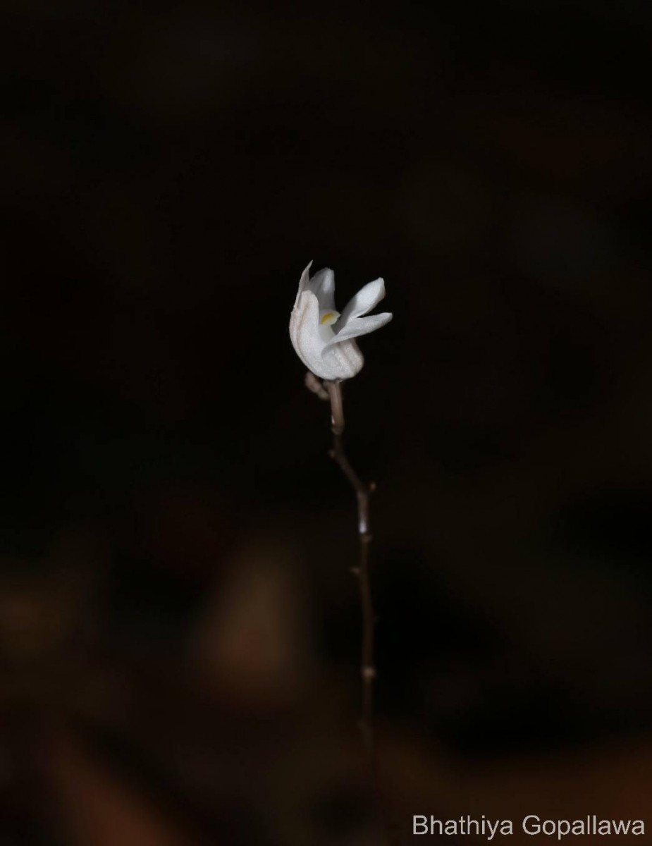 Didymoplexis ediriweerae C.Bandara, Atthan. & Kumar