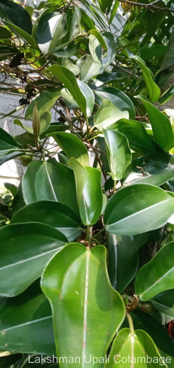 Blakea laevigata D.Don