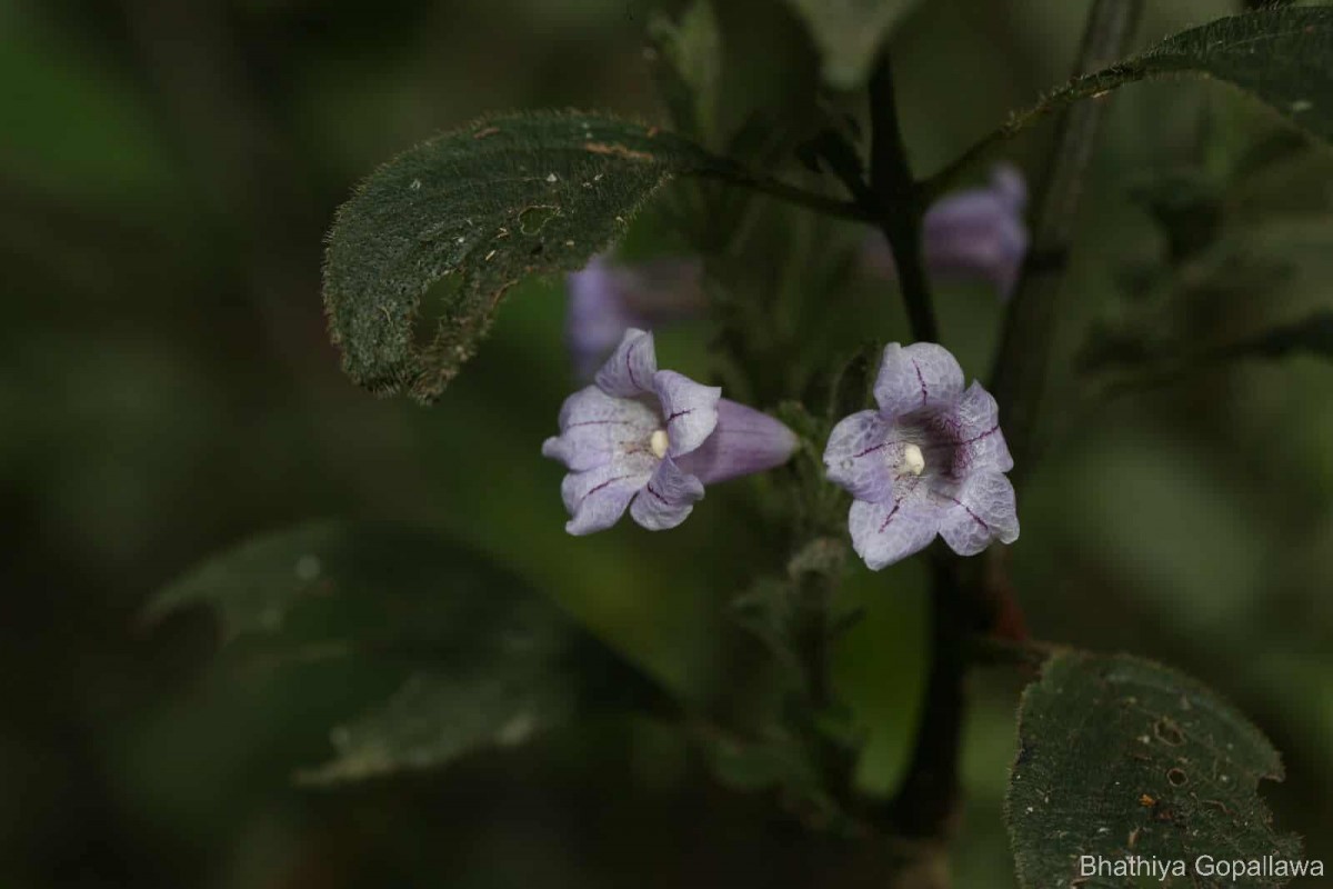 Strobilanthes nockii Trimen
