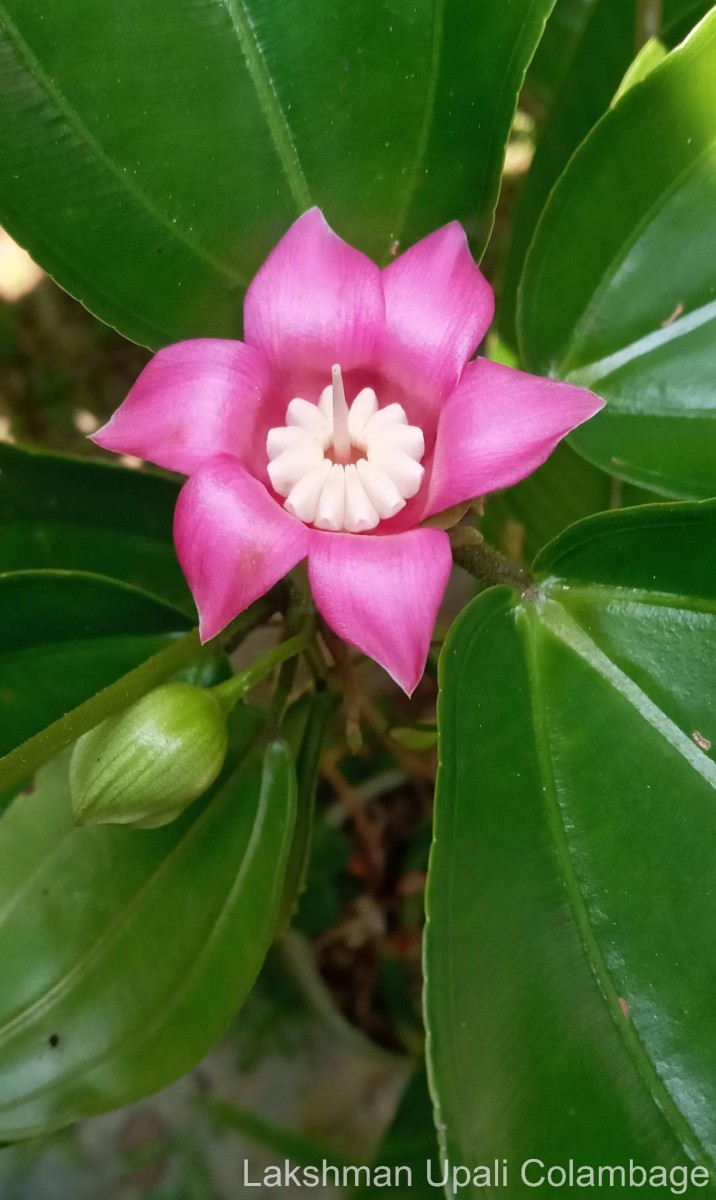 Blakea laevigata D.Don