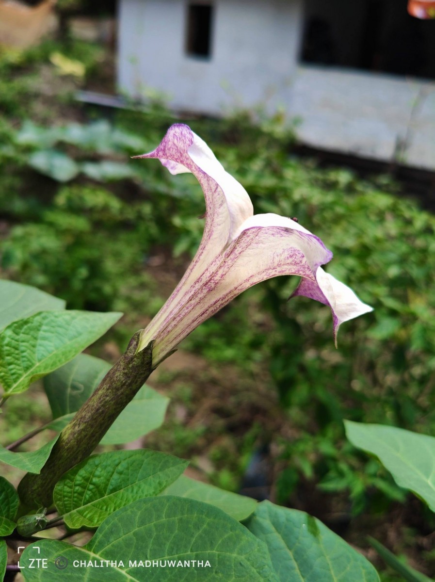 Datura metel L.