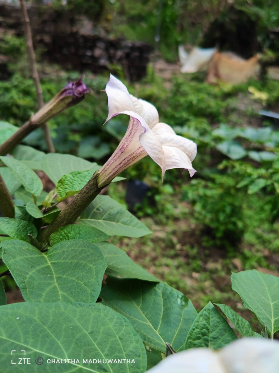 Datura metel L.
