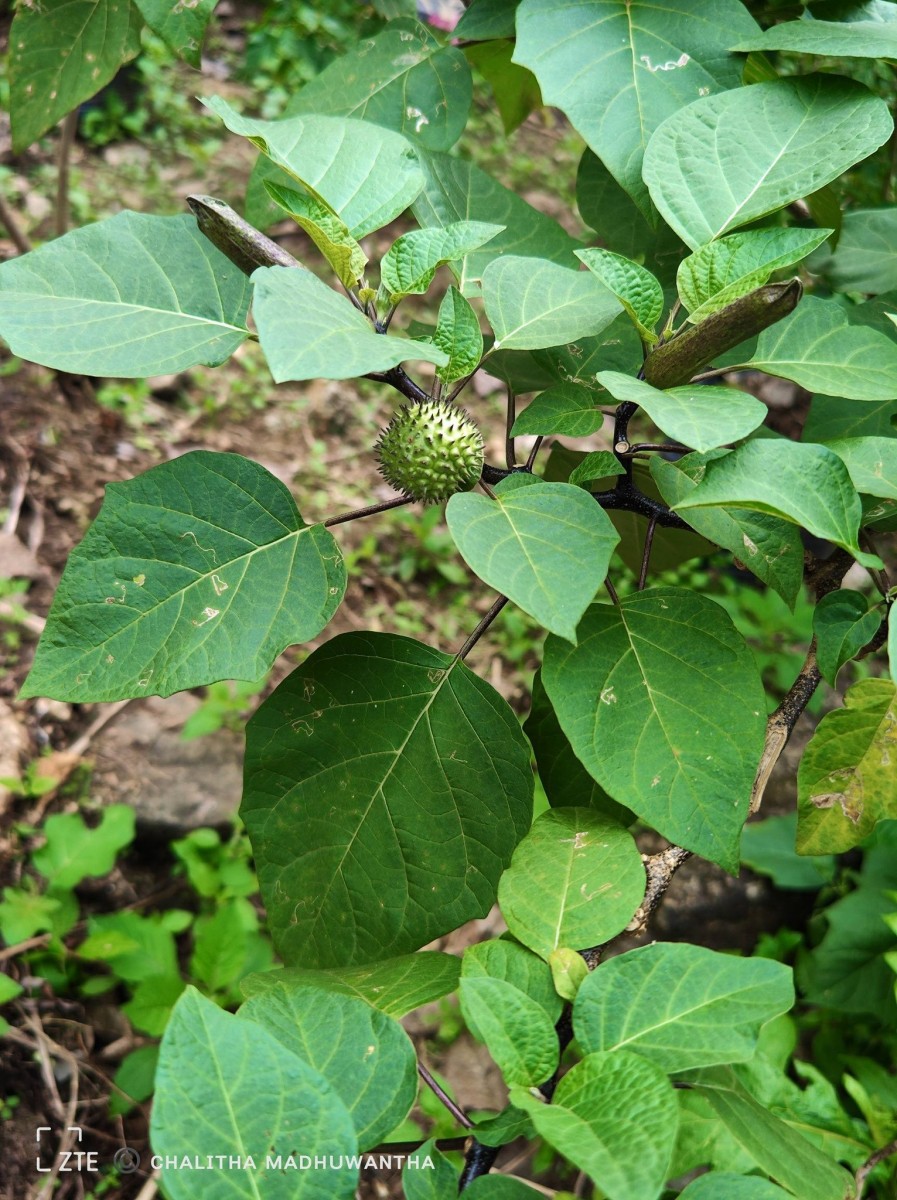 Datura metel L.
