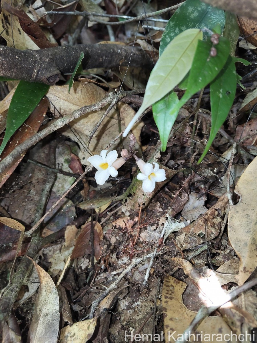 Gastrodia gunatillekeorum Bandara, Priyankara & Kumar