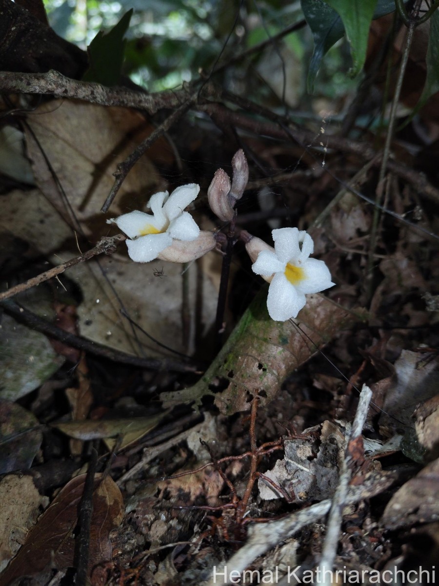 Gastrodia gunatillekeorum Bandara, Priyankara & Kumar
