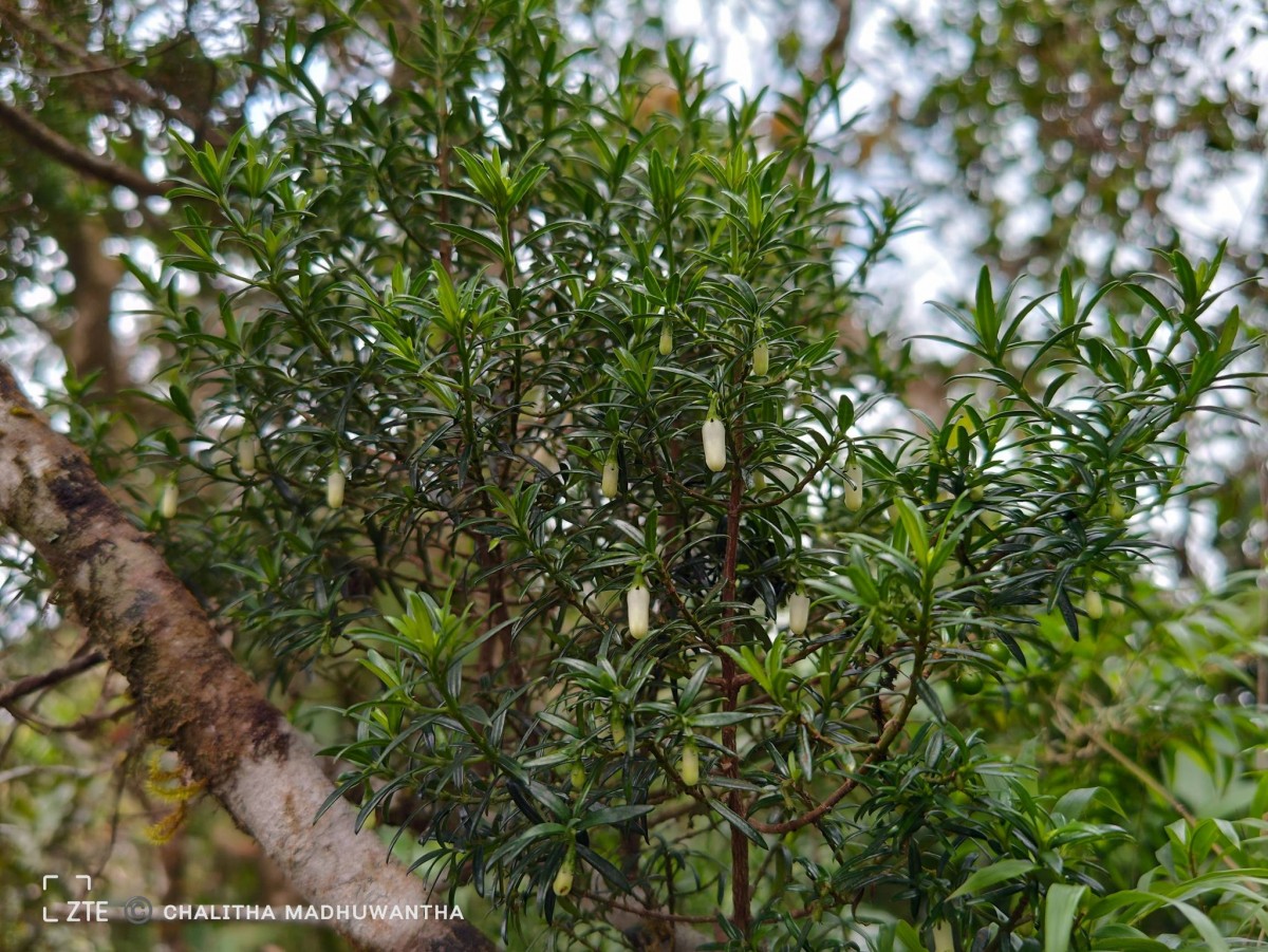 Gaertnera ternifolia Thwaites