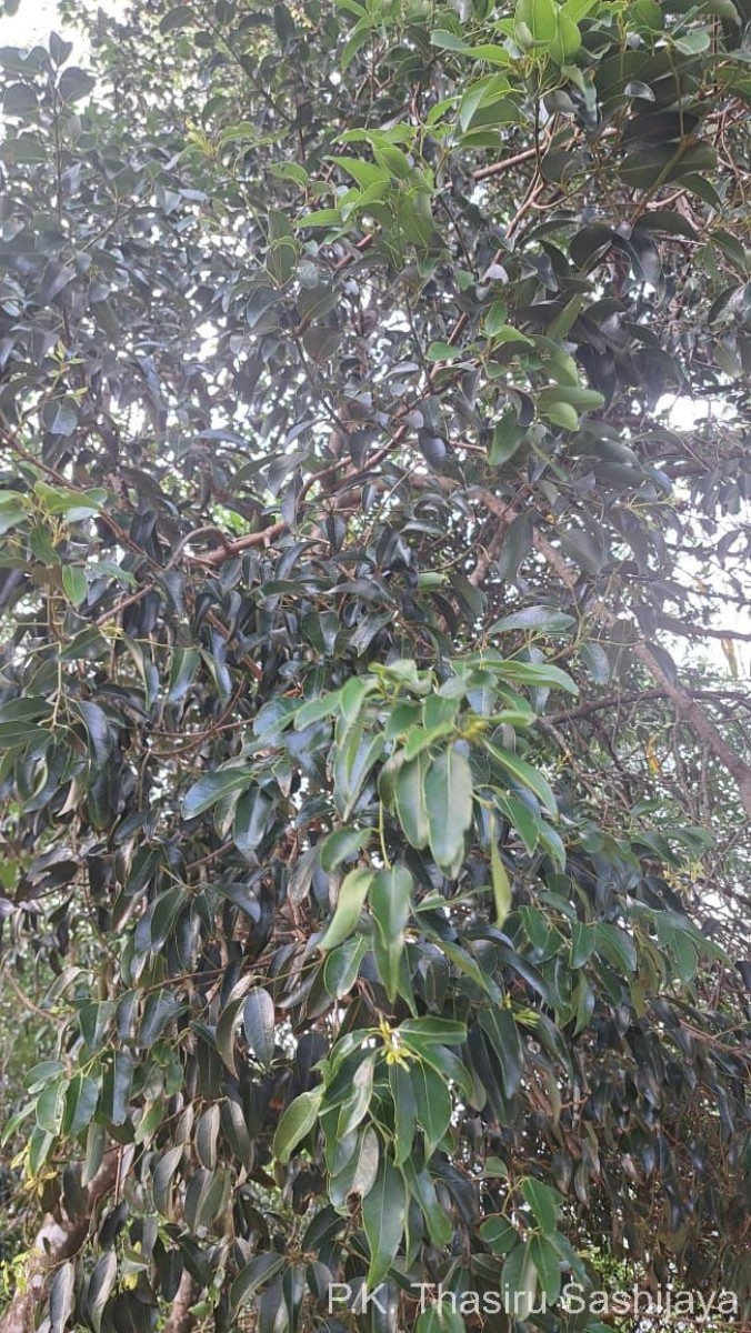 Cinnamomum citriodorum Thwaites