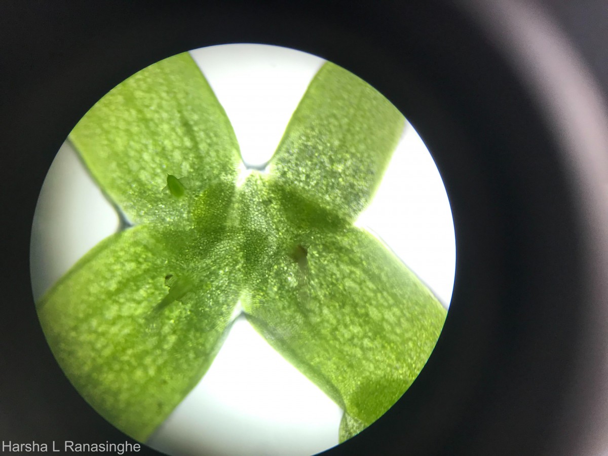 Lemna aequinoctialis Welw.