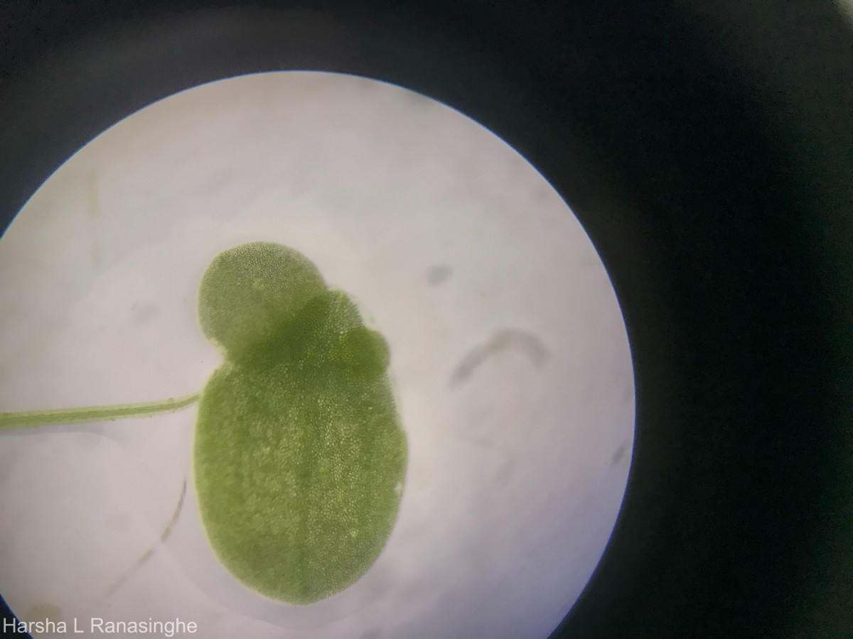 Lemna aequinoctialis Welw.